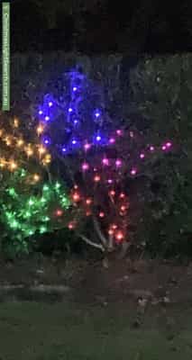 Christmas Light display at 38 Evelyn Avenue, Turramurra