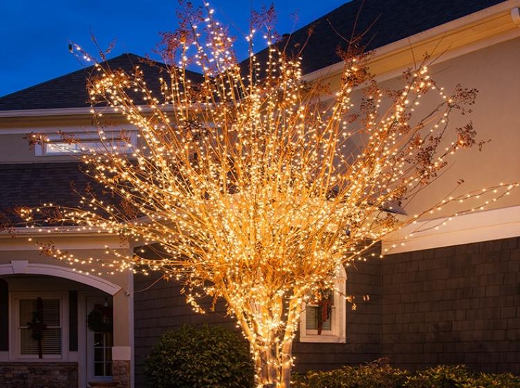 Tips For Decorating Trees and Plants For Christmas
